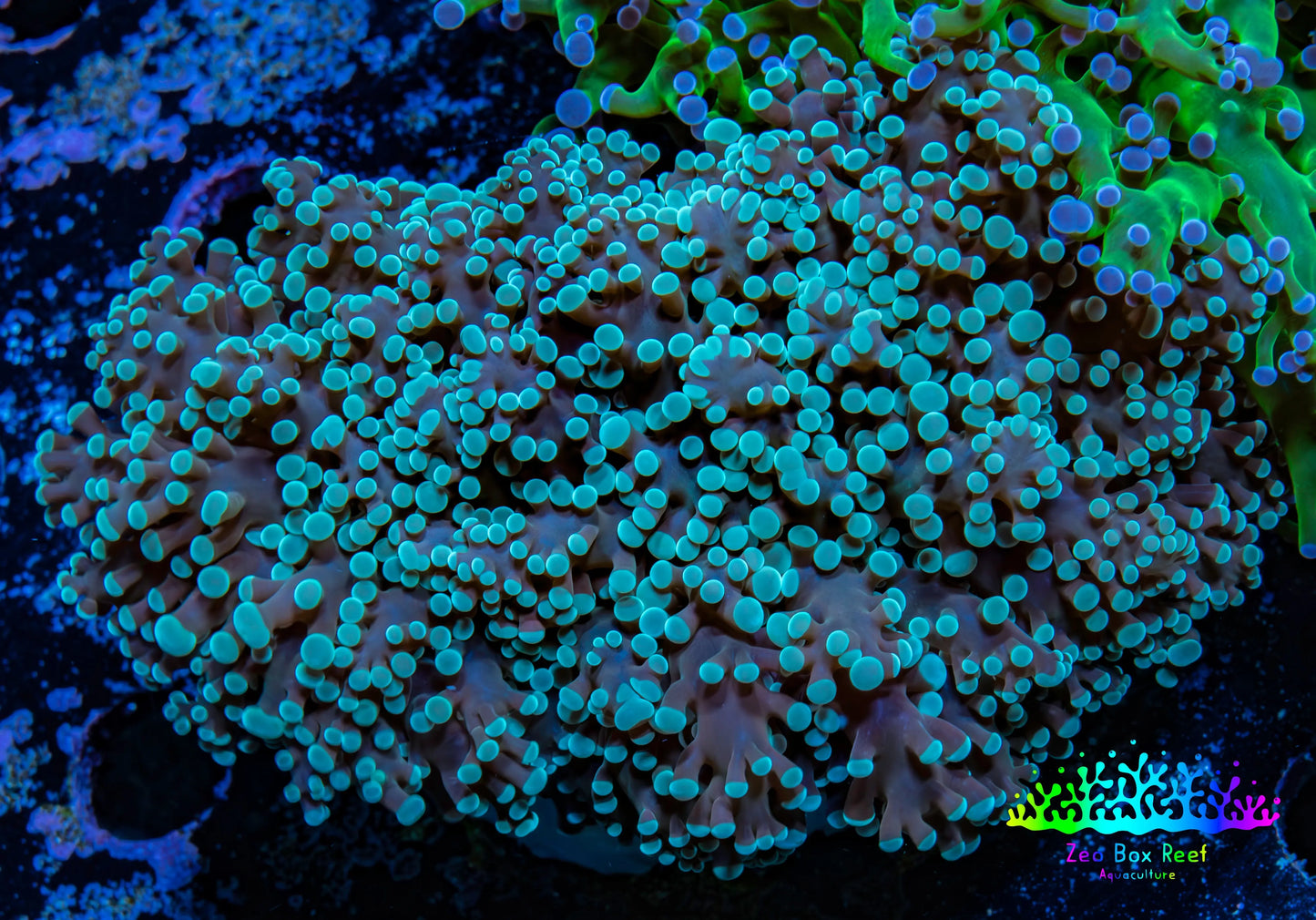Ultra  Mint Green Tip Frogspawn Coral -  WYSIWYG 6cm  B4R5B1 Ultra  Mint Green Tip Frogspawn Coral -  WYSIWYG 6cm  B4R5B1 LPS Ultra  Mint Green Tip Frogspawn Coral -  WYSIWYG 6cm  B4R5B1 Zeo Box Reef