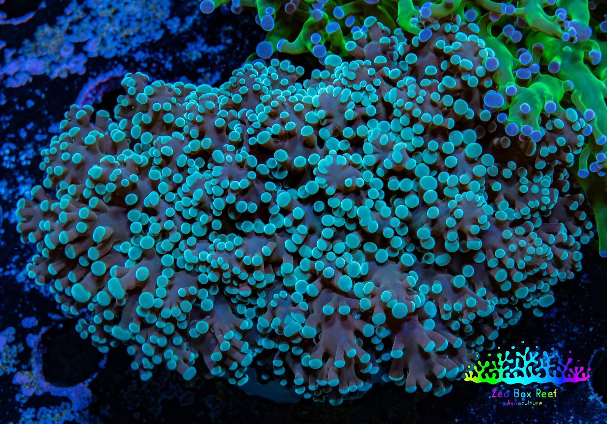Ultra  Mint Green Tip Frogspawn Coral -  WYSIWYG 6cm  B4R5B1 Ultra  Mint Green Tip Frogspawn Coral -  WYSIWYG 6cm  B4R5B1 LPS Ultra  Mint Green Tip Frogspawn Coral -  WYSIWYG 6cm  B4R5B1 Zeo Box Reef