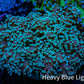Ultra  Mint Green Tip Frogspawn Coral -  WYSIWYG 6cm  B4R5B1 Ultra  Mint Green Tip Frogspawn Coral -  WYSIWYG 6cm  B4R5B1 LPS Ultra  Mint Green Tip Frogspawn Coral -  WYSIWYG 6cm  B4R5B1 Zeo Box Reef