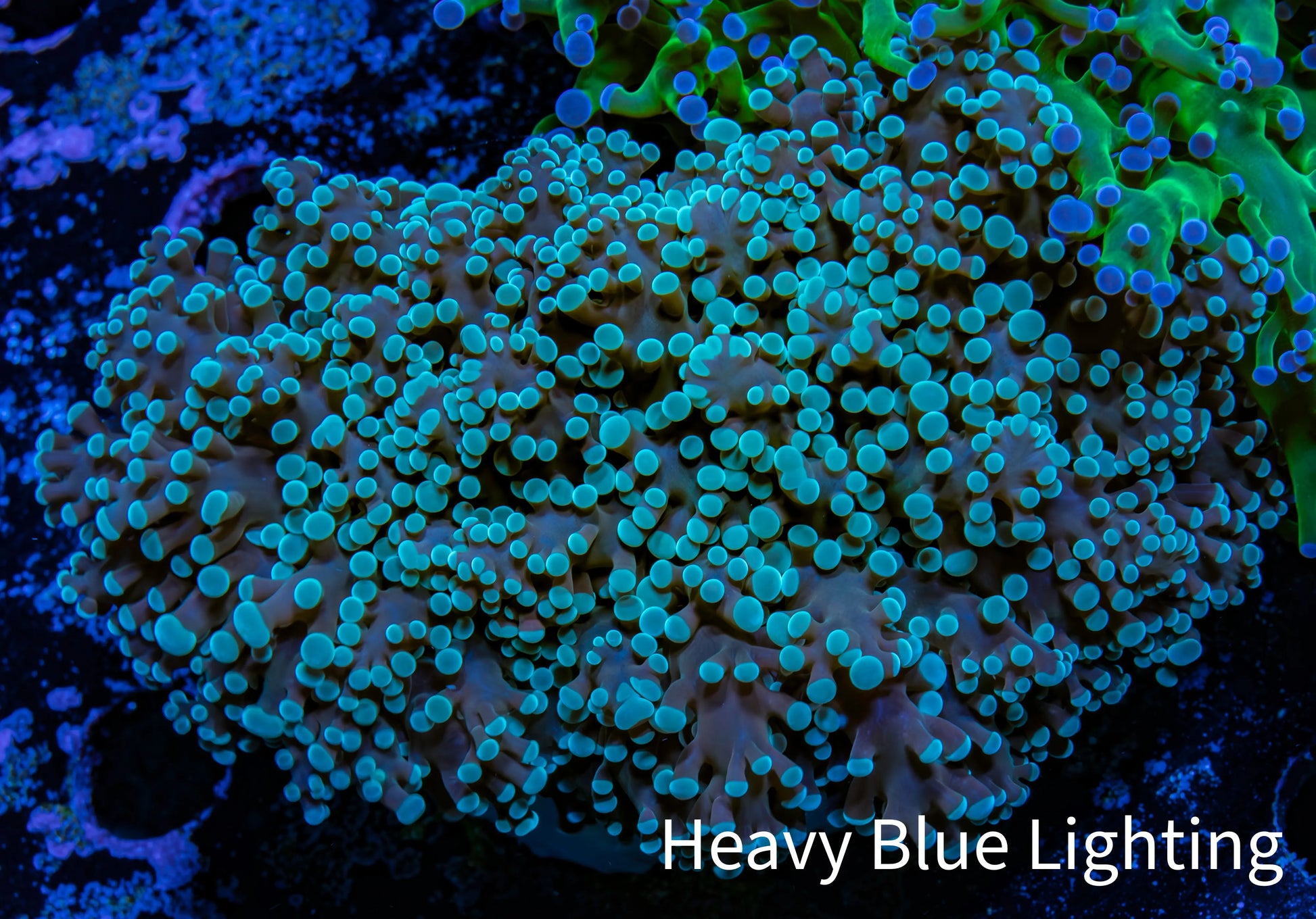 Ultra  Mint Green Tip Frogspawn Coral -  WYSIWYG 6cm  B4R5B1 Ultra  Mint Green Tip Frogspawn Coral -  WYSIWYG 6cm  B4R5B1 LPS Ultra  Mint Green Tip Frogspawn Coral -  WYSIWYG 6cm  B4R5B1 Zeo Box Reef
