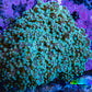 Ultra  Mint Green Tip Frogspawn Coral -  WYSIWYG 7cm Ultra  Mint Green Tip Frogspawn Coral -  WYSIWYG 7cm LPS Ultra  Mint Green Tip Frogspawn Coral -  WYSIWYG 7cm Zeo Box Reef