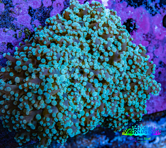 Ultra  Mint Green Tip Frogspawn Coral -  WYSIWYG 7cm Ultra  Mint Green Tip Frogspawn Coral -  WYSIWYG 7cm LPS Ultra  Mint Green Tip Frogspawn Coral -  WYSIWYG 7cm Zeo Box Reef