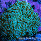 Ultra  Mint Green Tip Frogspawn Coral -  WYSIWYG 7cm Ultra  Mint Green Tip Frogspawn Coral -  WYSIWYG 7cm LPS Ultra  Mint Green Tip Frogspawn Coral -  WYSIWYG 7cm Zeo Box Reef