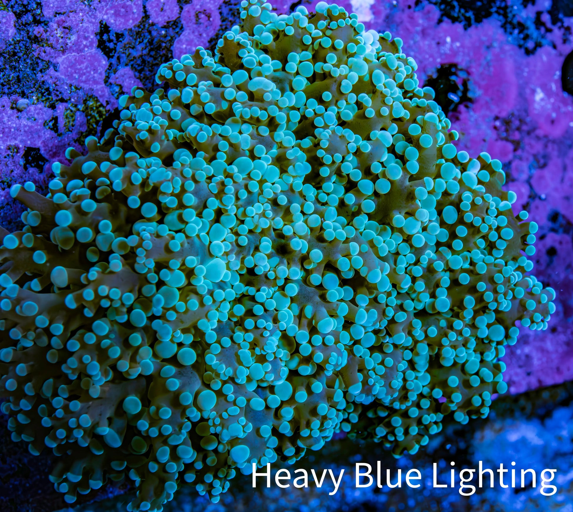 Ultra  Mint Green Tip Frogspawn Coral -  WYSIWYG 7cm Ultra  Mint Green Tip Frogspawn Coral -  WYSIWYG 7cm LPS Ultra  Mint Green Tip Frogspawn Coral -  WYSIWYG 7cm Zeo Box Reef