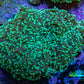 Ultra  Mint Green Tip Frogspawn Coral -  WYSIWYG 9cm B1R5B1 Ultra  Mint Green Tip Frogspawn Coral -  WYSIWYG 9cm B1R5B1 LPS Ultra  Mint Green Tip Frogspawn Coral -  WYSIWYG 9cm B1R5B1 Zeo Box Reef