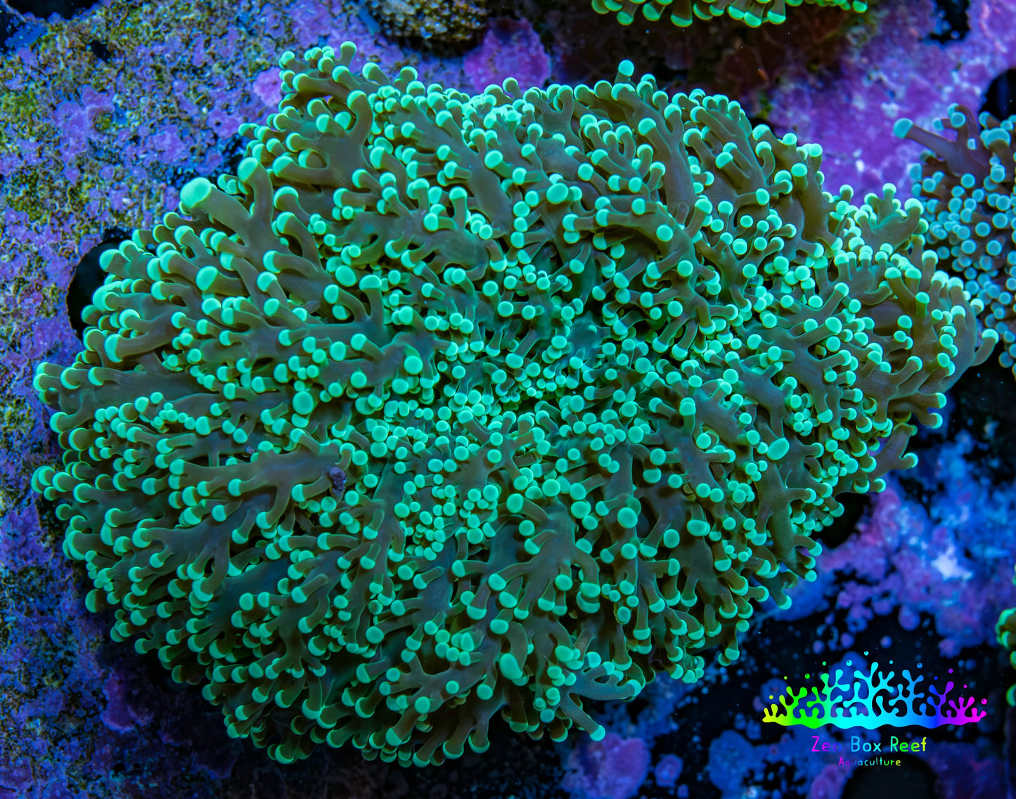 Ultra  Mint Green Tip Frogspawn Coral -  WYSIWYG 9cm B1R5B1 Ultra  Mint Green Tip Frogspawn Coral -  WYSIWYG 9cm B1R5B1 LPS Ultra  Mint Green Tip Frogspawn Coral -  WYSIWYG 9cm B1R5B1 Zeo Box Reef