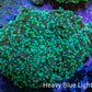 Ultra  Mint Green Tip Frogspawn Coral -  WYSIWYG 9cm B1R5B1 Ultra  Mint Green Tip Frogspawn Coral -  WYSIWYG 9cm B1R5B1 LPS Ultra  Mint Green Tip Frogspawn Coral -  WYSIWYG 9cm B1R5B1 Zeo Box Reef