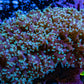 Ultra  Mint Green Tip Frogspawn Coral -  WYSIWYG 9cm Ultra  Mint Green Tip Frogspawn Coral -  WYSIWYG 9cm LPS Ultra  Mint Green Tip Frogspawn Coral -  WYSIWYG 9cm Zeo Box Reef