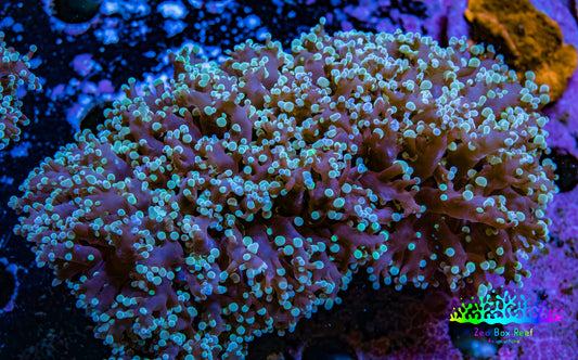 Ultra  Mint Green Tip Frogspawn Coral -  WYSIWYG 9cm Ultra  Mint Green Tip Frogspawn Coral -  WYSIWYG 9cm LPS Ultra  Mint Green Tip Frogspawn Coral -  WYSIWYG 9cm Zeo Box Reef
