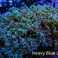 Ultra  Mint Green Tip Frogspawn Coral -  WYSIWYG 9cm Ultra  Mint Green Tip Frogspawn Coral -  WYSIWYG 9cm LPS Ultra  Mint Green Tip Frogspawn Coral -  WYSIWYG 9cm Zeo Box Reef