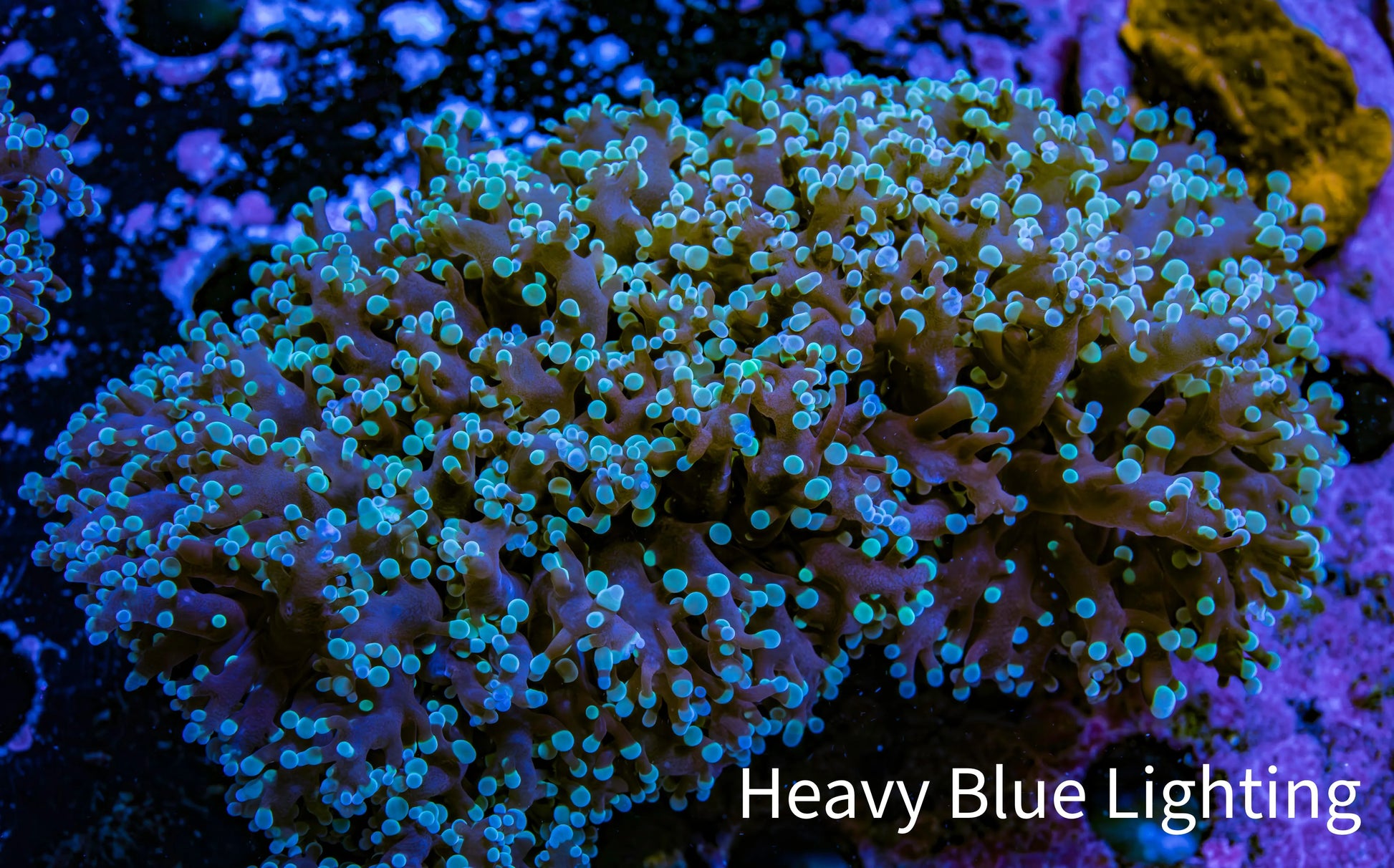 Ultra  Mint Green Tip Frogspawn Coral -  WYSIWYG 9cm Ultra  Mint Green Tip Frogspawn Coral -  WYSIWYG 9cm LPS Ultra  Mint Green Tip Frogspawn Coral -  WYSIWYG 9cm Zeo Box Reef