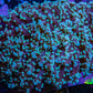 Ultra  Mint Green Tip Frogspawn Coral -  WYSIWYG 9cm Ultra  Mint Green Tip Frogspawn Coral -  WYSIWYG 9cm LPS Ultra  Mint Green Tip Frogspawn Coral -  WYSIWYG 9cm Zeo Box Reef