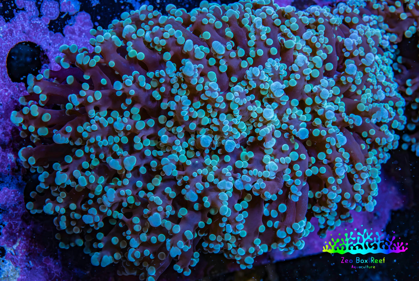Ultra  Mint Green Tip Frogspawn Coral -  WYSIWYG 9cm Ultra  Mint Green Tip Frogspawn Coral -  WYSIWYG 9cm LPS Ultra  Mint Green Tip Frogspawn Coral -  WYSIWYG 9cm Zeo Box Reef