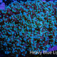 Ultra  Mint Green Tip Frogspawn Coral -  WYSIWYG 9cm Ultra  Mint Green Tip Frogspawn Coral -  WYSIWYG 9cm LPS Ultra  Mint Green Tip Frogspawn Coral -  WYSIWYG 9cm Zeo Box Reef