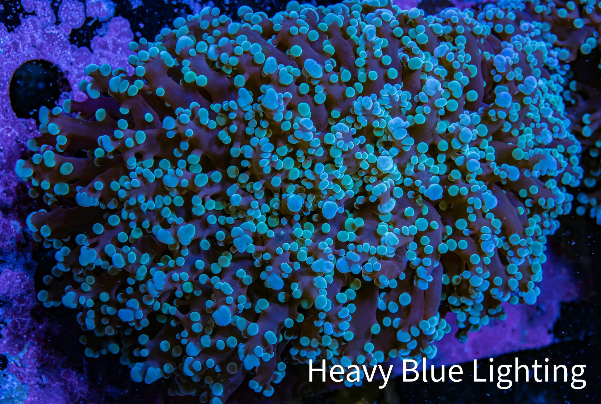 Ultra  Mint Green Tip Frogspawn Coral -  WYSIWYG 9cm Ultra  Mint Green Tip Frogspawn Coral -  WYSIWYG 9cm LPS Ultra  Mint Green Tip Frogspawn Coral -  WYSIWYG 9cm Zeo Box Reef