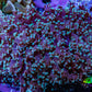 Ultra  Mint Green Tip Frogspawn Coral -  WYSIWYG 9cm Ultra  Mint Green Tip Frogspawn Coral -  WYSIWYG 9cm LPS Ultra  Mint Green Tip Frogspawn Coral -  WYSIWYG 9cm Zeo Box Reef