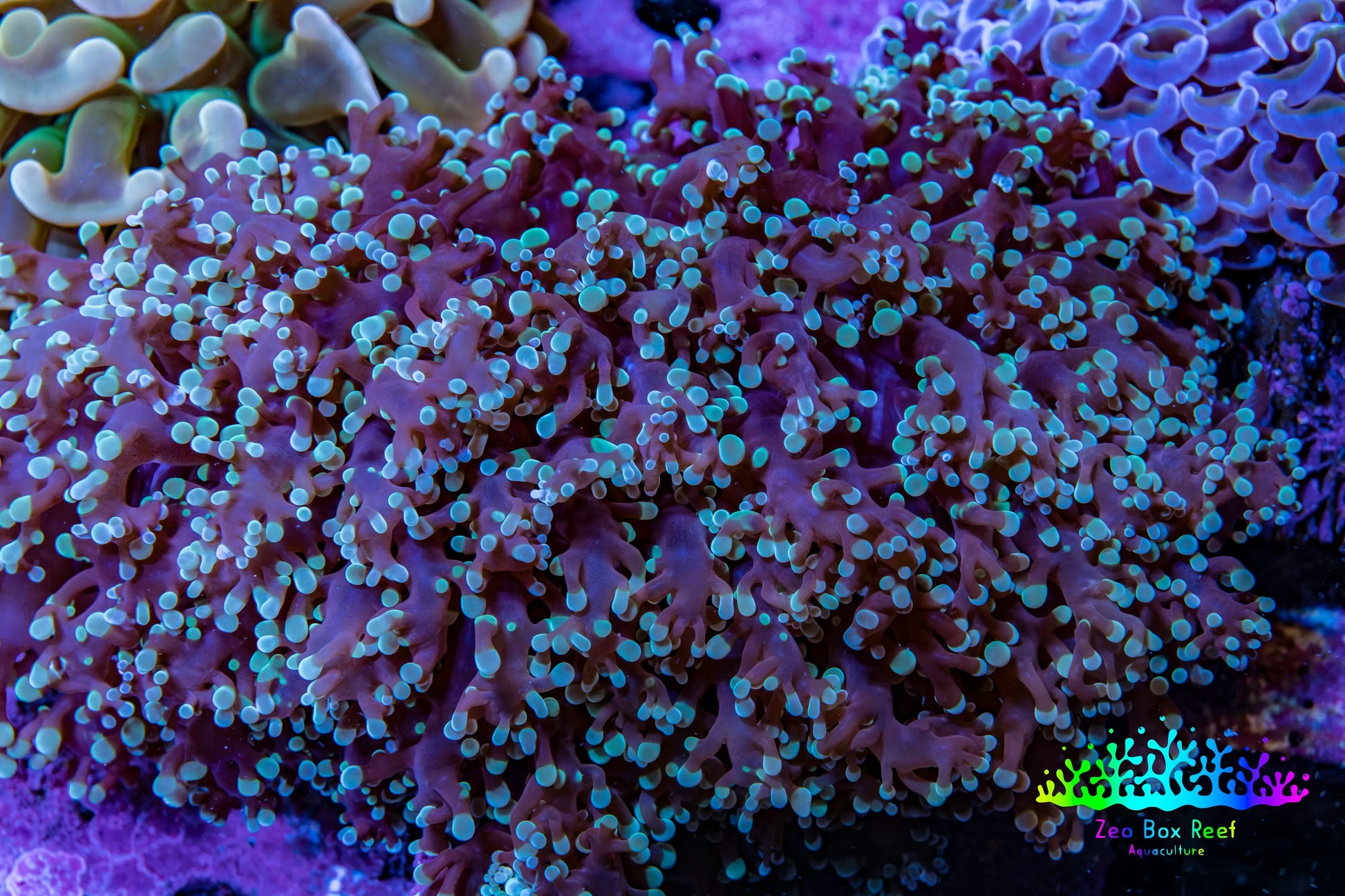 Ultra  Mint Green Tip Frogspawn Coral -  WYSIWYG 9cm Ultra  Mint Green Tip Frogspawn Coral -  WYSIWYG 9cm LPS Ultra  Mint Green Tip Frogspawn Coral -  WYSIWYG 9cm Zeo Box Reef