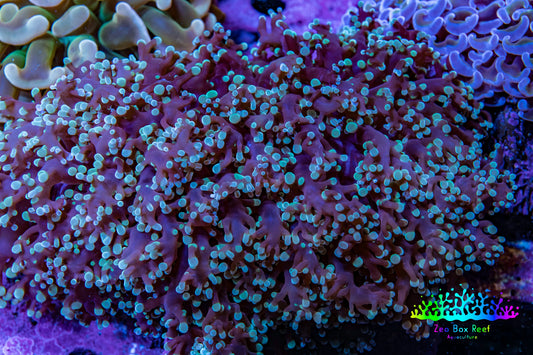 Ultra  Mint Green Tip Frogspawn Coral -  WYSIWYG 9cm Ultra  Mint Green Tip Frogspawn Coral -  WYSIWYG 9cm LPS Ultra  Mint Green Tip Frogspawn Coral -  WYSIWYG 9cm Zeo Box Reef