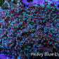 Ultra  Mint Green Tip Frogspawn Coral -  WYSIWYG 9cm Ultra  Mint Green Tip Frogspawn Coral -  WYSIWYG 9cm LPS Ultra  Mint Green Tip Frogspawn Coral -  WYSIWYG 9cm Zeo Box Reef