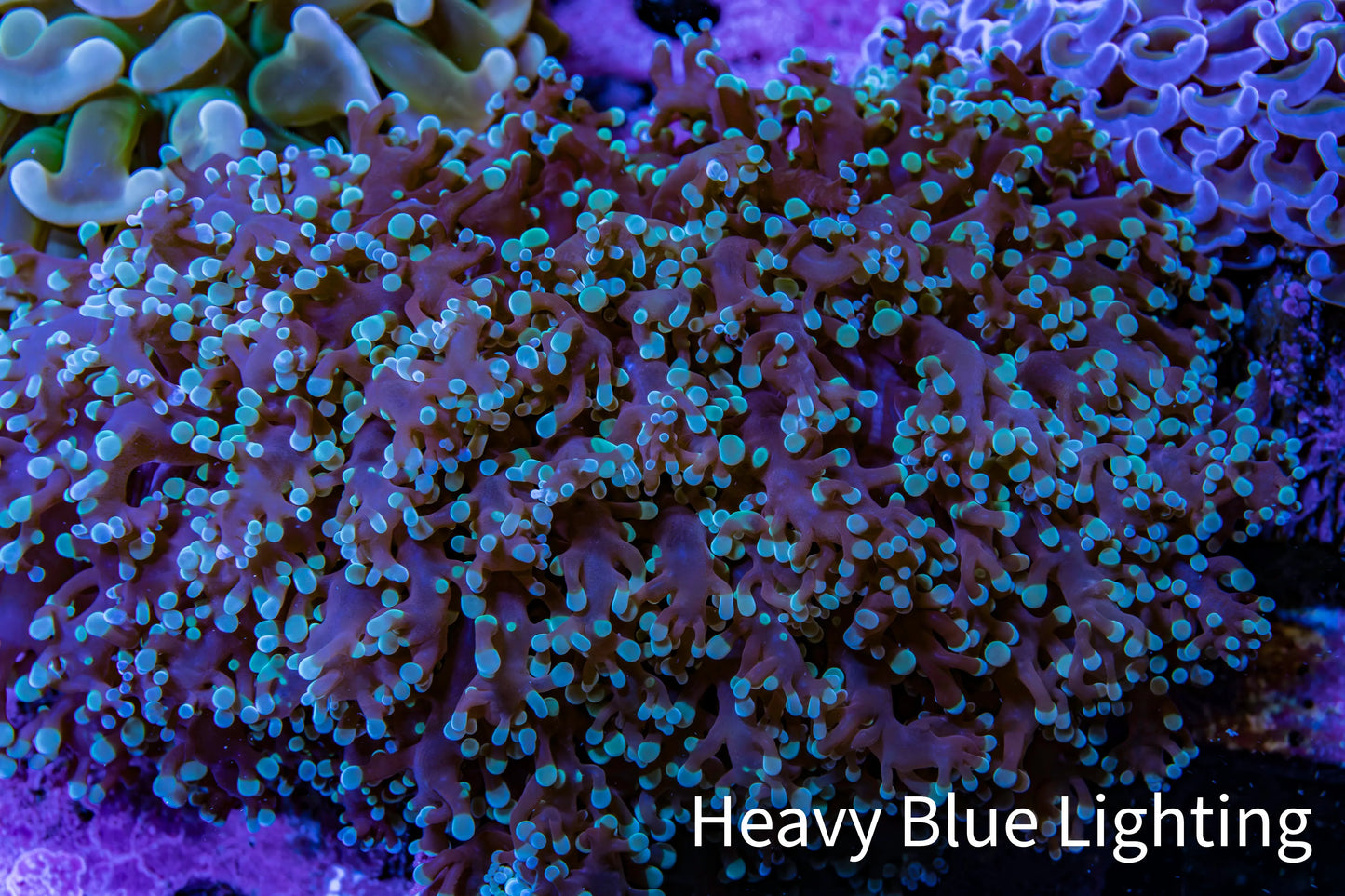 Ultra  Mint Green Tip Frogspawn Coral -  WYSIWYG 9cm Ultra  Mint Green Tip Frogspawn Coral -  WYSIWYG 9cm LPS Ultra  Mint Green Tip Frogspawn Coral -  WYSIWYG 9cm Zeo Box Reef