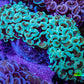 Ultra Mint  Tip Hammer Coral – WYSIWYG 8cm A3R6B1 Ultra Mint  Tip Hammer Coral – WYSIWYG 8cm A3R6B1 Aquarium Decor Ultra Mint  Tip Hammer Coral – WYSIWYG 8cm A3R6B1 Zeo Box Reef