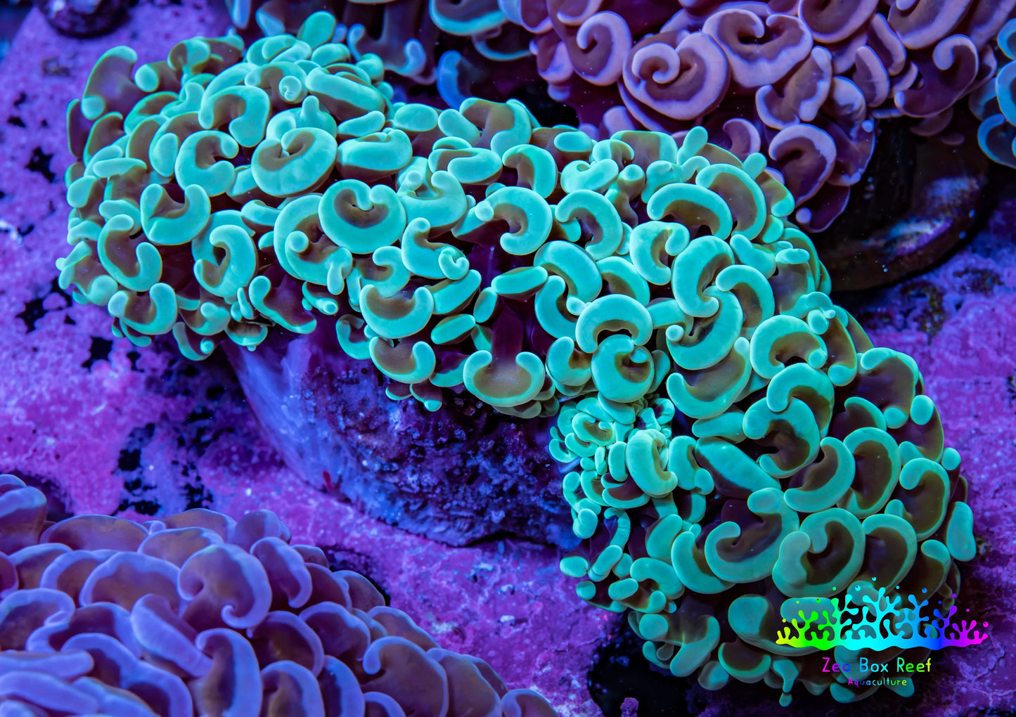 Ultra Mint  Tip Hammer Coral – WYSIWYG 8cm A3R6B1 Ultra Mint  Tip Hammer Coral – WYSIWYG 8cm A3R6B1 Aquarium Decor Ultra Mint  Tip Hammer Coral – WYSIWYG 8cm A3R6B1 Zeo Box Reef