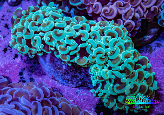 Ultra Mint  Tip Hammer Coral – WYSIWYG 8cm A3R6B1 Ultra Mint  Tip Hammer Coral – WYSIWYG 8cm A3R6B1 Aquarium Decor Ultra Mint  Tip Hammer Coral – WYSIWYG 8cm A3R6B1 Zeo Box Reef