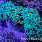 Ultra Mint  Tip Hammer Coral – WYSIWYG 8cm A3R6B1 Ultra Mint  Tip Hammer Coral – WYSIWYG 8cm A3R6B1 Aquarium Decor Ultra Mint  Tip Hammer Coral – WYSIWYG 8cm A3R6B1 Zeo Box Reef