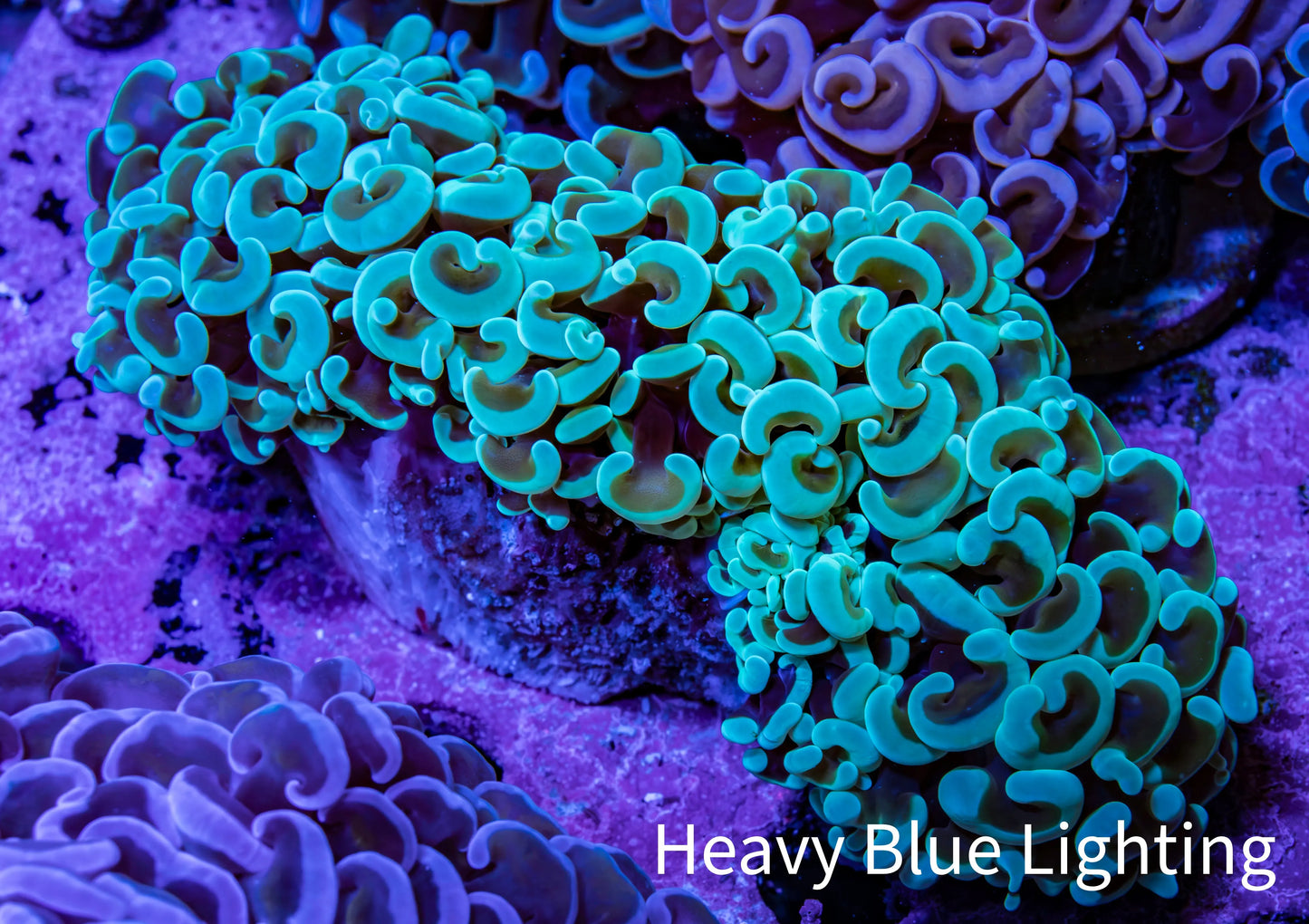 Ultra Mint  Tip Hammer Coral – WYSIWYG 8cm A3R6B1 Ultra Mint  Tip Hammer Coral – WYSIWYG 8cm A3R6B1 Aquarium Decor Ultra Mint  Tip Hammer Coral – WYSIWYG 8cm A3R6B1 Zeo Box Reef