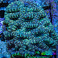 Ultra Mint and Purple Acan Coral WYSIWYG 6cm C1R2B1 Ultra Mint and Purple Acan Coral WYSIWYG 6cm C1R2B1 LPS Coral Ultra Mint and Purple Acan Coral WYSIWYG 6cm C1R2B1 Zeo Box Reef