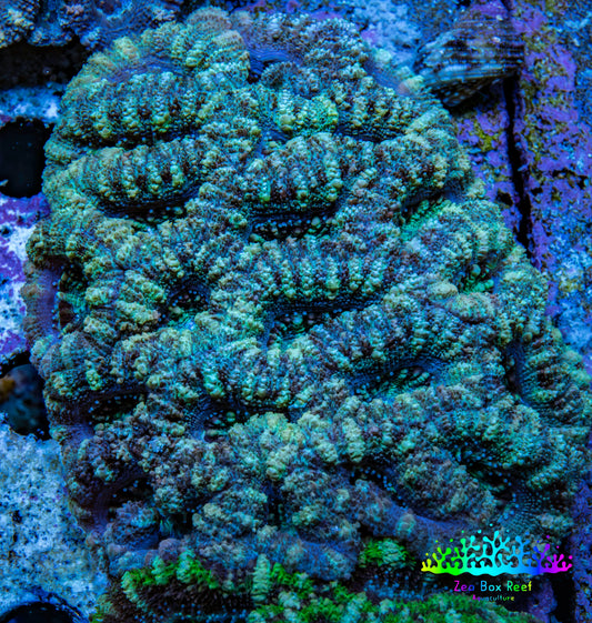 Ultra Mint and Purple Acan Coral WYSIWYG 6cm C1R2B1 Ultra Mint and Purple Acan Coral WYSIWYG 6cm C1R2B1 LPS Coral Ultra Mint and Purple Acan Coral WYSIWYG 6cm C1R2B1 Zeo Box Reef