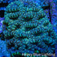 Ultra Mint and Purple Acan Coral WYSIWYG 6cm C1R2B1 Ultra Mint and Purple Acan Coral WYSIWYG 6cm C1R2B1 LPS Coral Ultra Mint and Purple Acan Coral WYSIWYG 6cm C1R2B1 Zeo Box Reef
