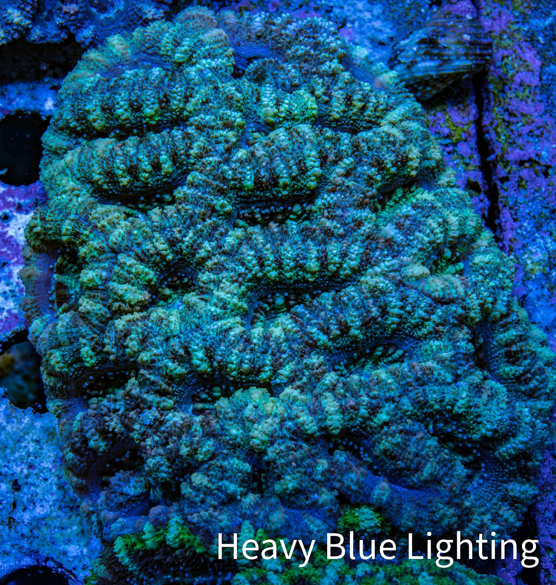 Ultra Mint and Purple Acan Coral WYSIWYG 6cm C1R2B1 Ultra Mint and Purple Acan Coral WYSIWYG 6cm C1R2B1 LPS Coral Ultra Mint and Purple Acan Coral WYSIWYG 6cm C1R2B1 Zeo Box Reef