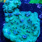 Ultra Montipora Coral- WYSIWYG 5cm Ultra Montipora Coral- WYSIWYG 5cm SPS Ultra Montipora Coral- WYSIWYG 5cm Zeo Box Reef