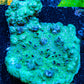 Ultra Montipora Coral- WYSIWYG 5cm Ultra Montipora Coral- WYSIWYG 5cm SPS Ultra Montipora Coral- WYSIWYG 5cm Zeo Box Reef