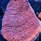 Ultra Montipora Coral- WYSIWYG 6cm Ultra Montipora Coral- WYSIWYG 6cm SPS Ultra Montipora Coral- WYSIWYG 6cm Zeo Box Reef