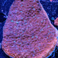 Ultra Montipora Coral- WYSIWYG 6cm Ultra Montipora Coral- WYSIWYG 6cm SPS Ultra Montipora Coral- WYSIWYG 6cm Zeo Box Reef