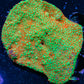 Montipora Coral- WYSIWYG 6cm Montipora Coral- WYSIWYG 6cm SPS Montipora Coral- WYSIWYG 6cm Zeo Box Reef