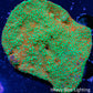 Montipora Coral- WYSIWYG 6cm Montipora Coral- WYSIWYG 6cm SPS Montipora Coral- WYSIWYG 6cm Zeo Box Reef