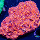 Ultra Montipora Coral- WYSIWYG 6cm Ultra Montipora Coral- WYSIWYG 6cm SPS Ultra Montipora Coral- WYSIWYG 6cm Zeo Box Reef