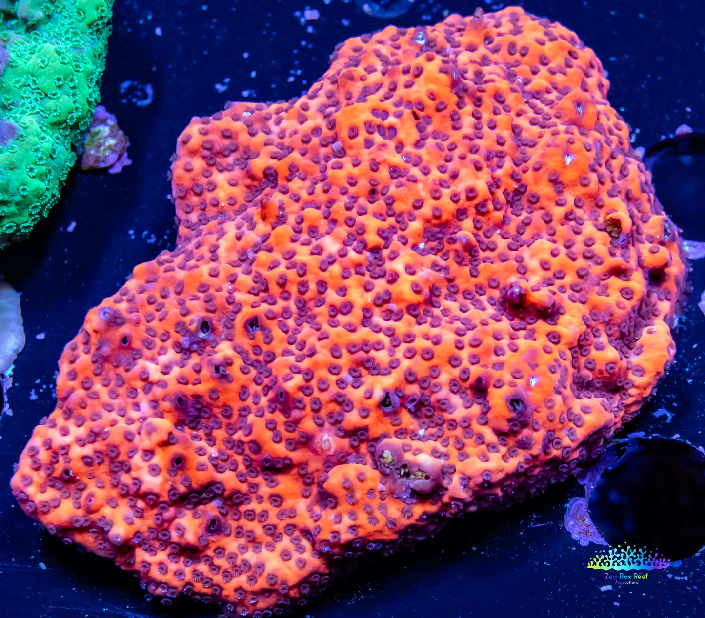 Ultra Montipora Coral- WYSIWYG 6cm Ultra Montipora Coral- WYSIWYG 6cm SPS Ultra Montipora Coral- WYSIWYG 6cm Zeo Box Reef