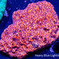 Ultra Montipora Coral- WYSIWYG 6cm Ultra Montipora Coral- WYSIWYG 6cm SPS Ultra Montipora Coral- WYSIWYG 6cm Zeo Box Reef