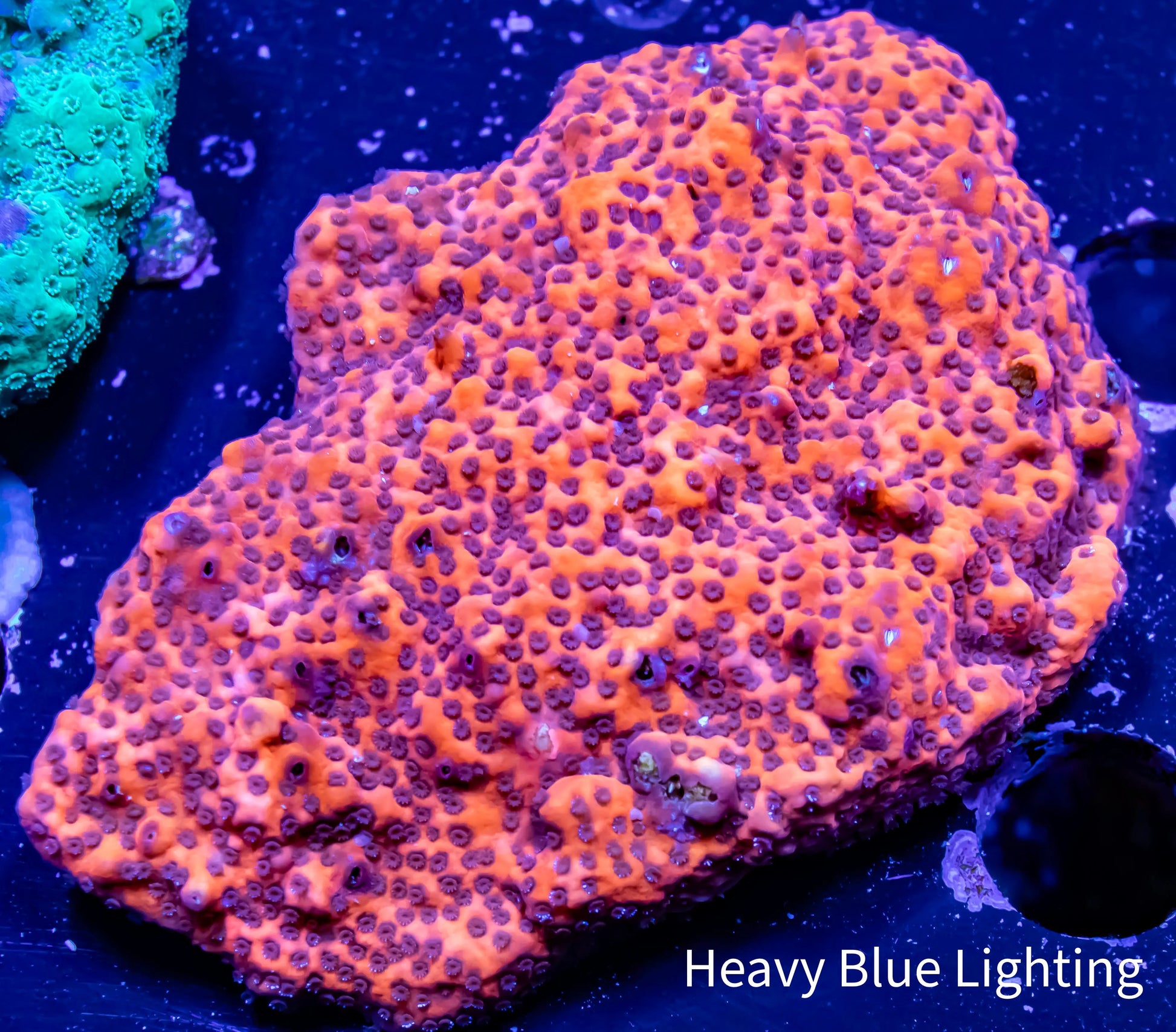 Ultra Montipora Coral- WYSIWYG 6cm Ultra Montipora Coral- WYSIWYG 6cm SPS Ultra Montipora Coral- WYSIWYG 6cm Zeo Box Reef