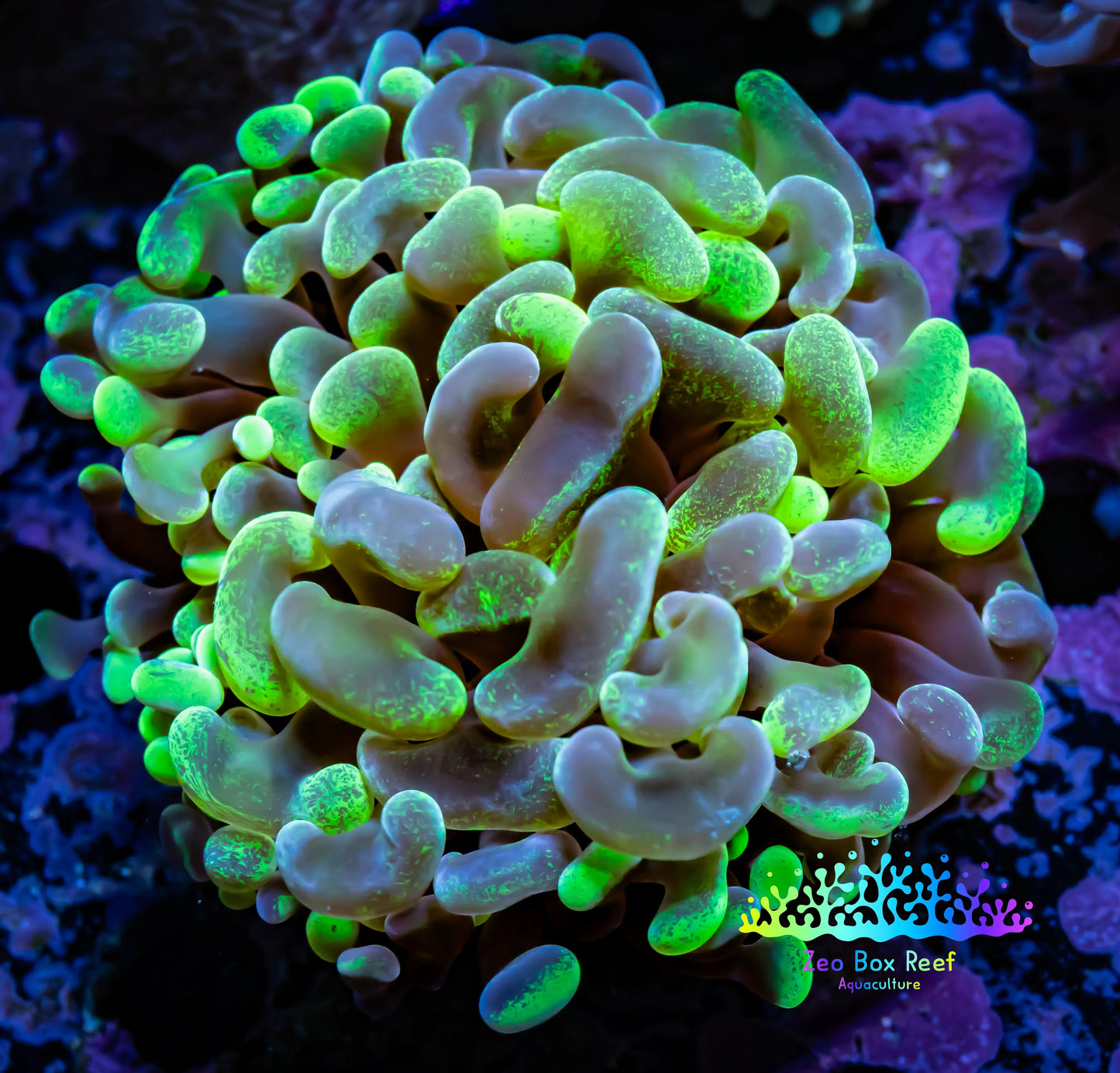 Ultra Mottled Hammer Coral WYSIWYG 8cm D3R5B1 Ultra Mottled Hammer Coral WYSIWYG 8cm D3R5B1 Aquarium Decor Ultra Mottled Hammer Coral WYSIWYG 8cm D3R5B1 Zeo Box Reef