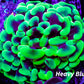 Ultra Mottled Toxic Green Tip Hammer Coral WYSIWYG 6cm Ultra Mottled Toxic Green Tip Hammer Coral WYSIWYG 6cm Aquarium Decor Ultra Mottled Toxic Green Tip Hammer Coral WYSIWYG 6cm Zeo Box Reef