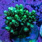 Ultra Neon Green Acro Frag WYSIWYG Ultra Neon Green Acro Frag WYSIWYG SPS Ultra Neon Green Acro Frag WYSIWYG Zeo Box Reef