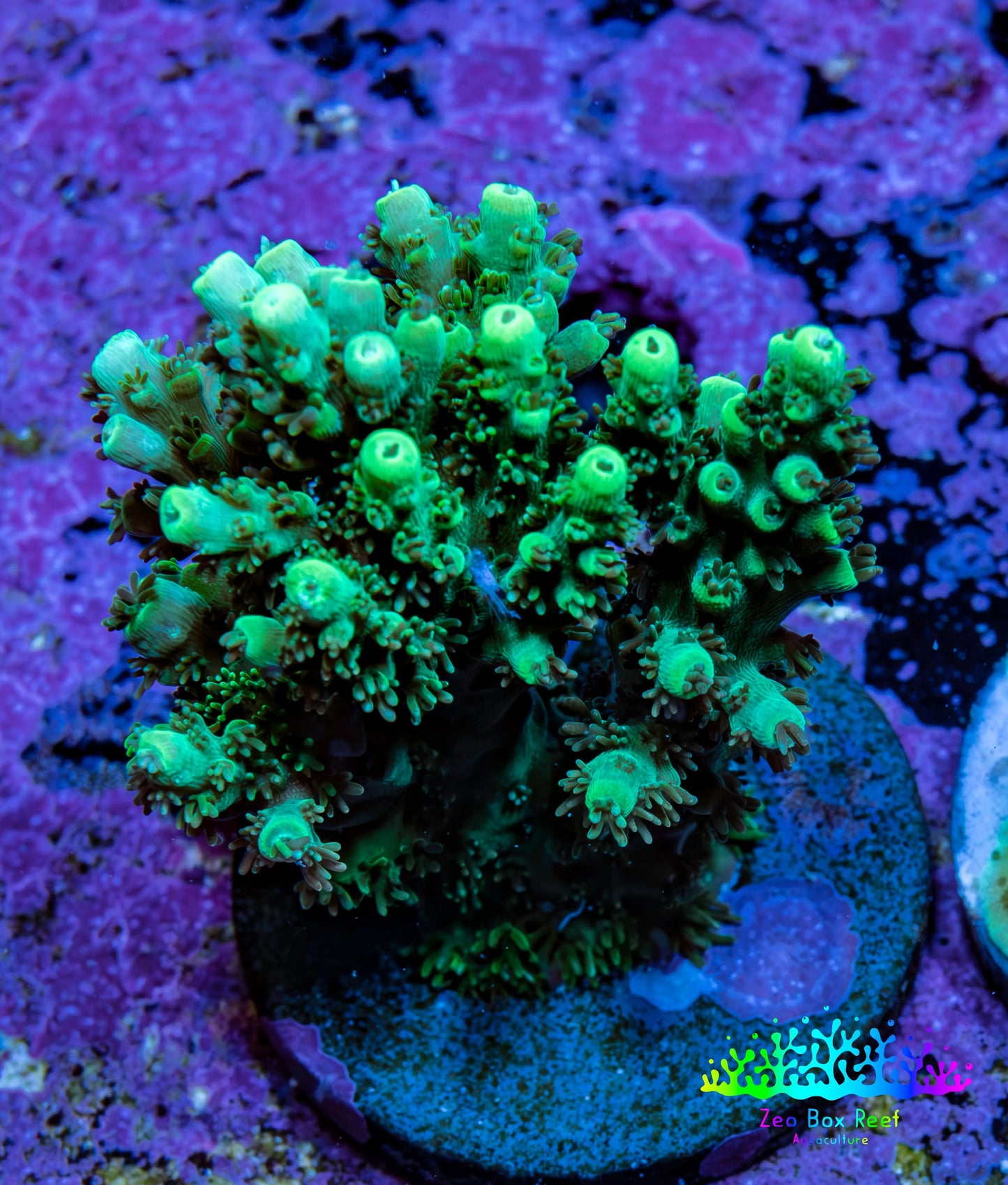 Ultra Neon Green Acro Frag WYSIWYG Ultra Neon Green Acro Frag WYSIWYG SPS Ultra Neon Green Acro Frag WYSIWYG Zeo Box Reef