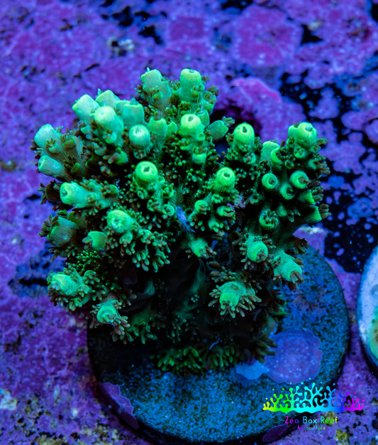 Ultra Neon Green Acro Frag WYSIWYG Ultra Neon Green Acro Frag WYSIWYG SPS Ultra Neon Green Acro Frag WYSIWYG Zeo Box Reef