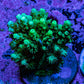 Ultra Neon Green Acro Frag WYSIWYG Ultra Neon Green Acro Frag WYSIWYG SPS Ultra Neon Green Acro Frag WYSIWYG Zeo Box Reef