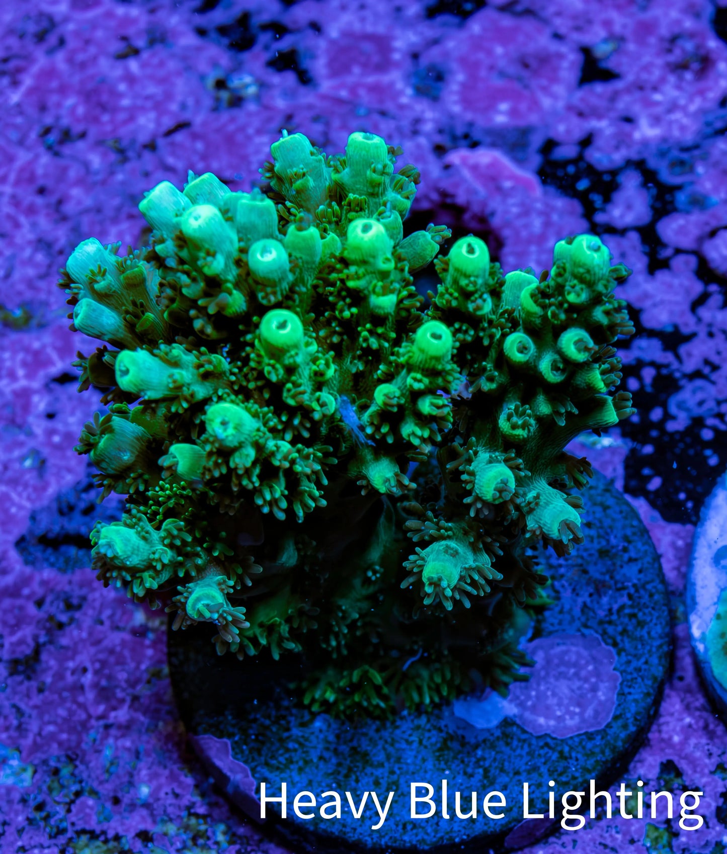 Ultra Neon Green Acro Frag WYSIWYG Ultra Neon Green Acro Frag WYSIWYG SPS Ultra Neon Green Acro Frag WYSIWYG Zeo Box Reef